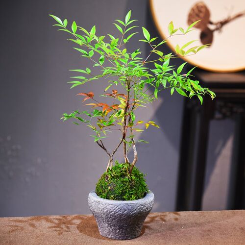火焰南天竹苔玉球盆栽室内书房茶室办公桌面观赏组合艺术盆景礼品