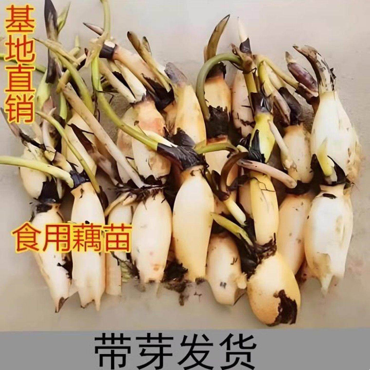 食用莲藕种苗种根池田高产大型蔬菜莲藕荷花苗粉脆籽藕种根苗藕苗
