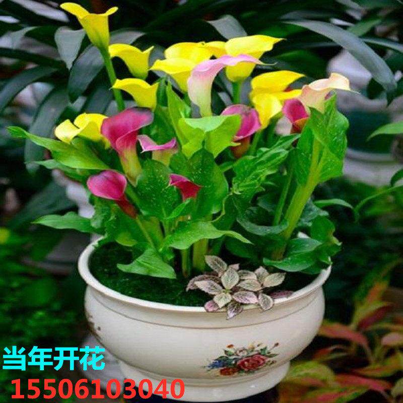彩色马蹄莲种球四季开花