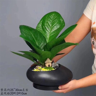 聚宝盆绿植盆栽室内花卉办公室桌面开业客厅植物吸甲醛净化空气