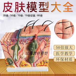 立体皮肤组织结构层次放大解剖模型医教学头皮毛发生理结构图模块
