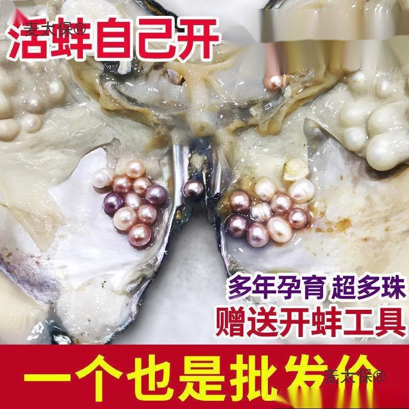 珍珠蚌自己开蚌取珍珠淡水活蚌壳河蚌多珠单珠鲜活真空打批