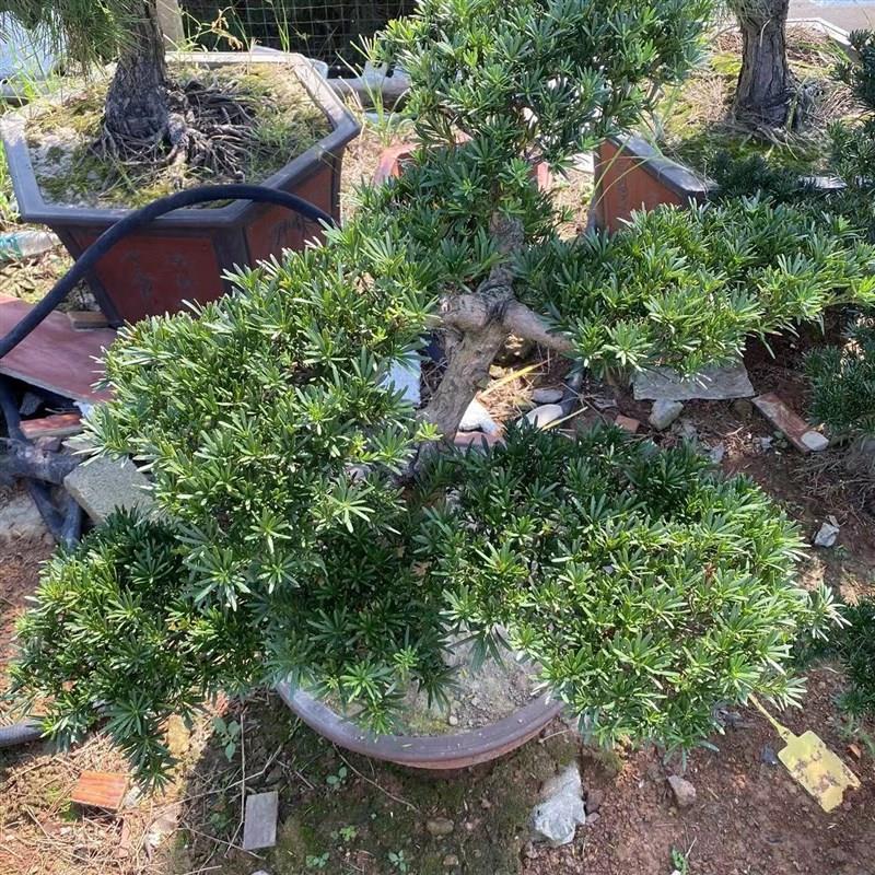 一对一选树大型原生罗汉松精品造型树别墅庭院地景盆景名贵树矮桩