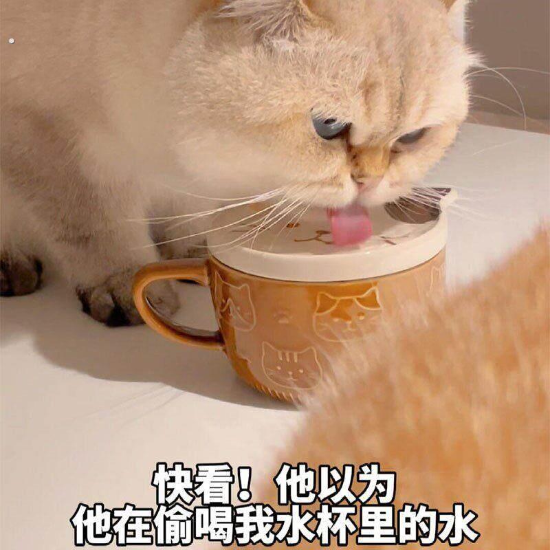 猫碗陶瓷猫咪大口径喝水水杯马克杯保护颈椎防黑下巴猫咪骗水神器
