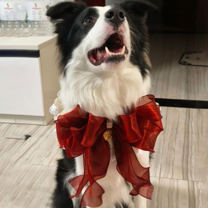 宠物陪嫁装饰猫咪围兜围领结婚喜庆项圈狗狗围脖红色宠物口水巾
