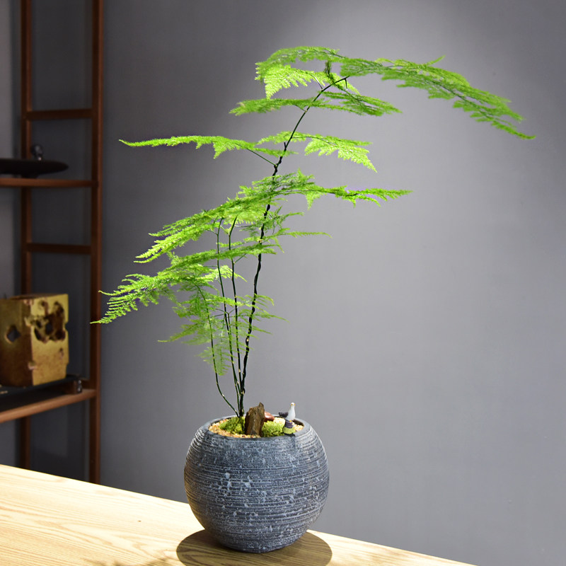 文竹盆栽盆景植物桌面好养四季常青办公室禅意绿植客厅意境盆栽