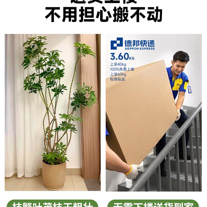 鸭脚木盆栽大型绿植客厅办公室内鸭掌木盆景植物四季好养活吸甲醛