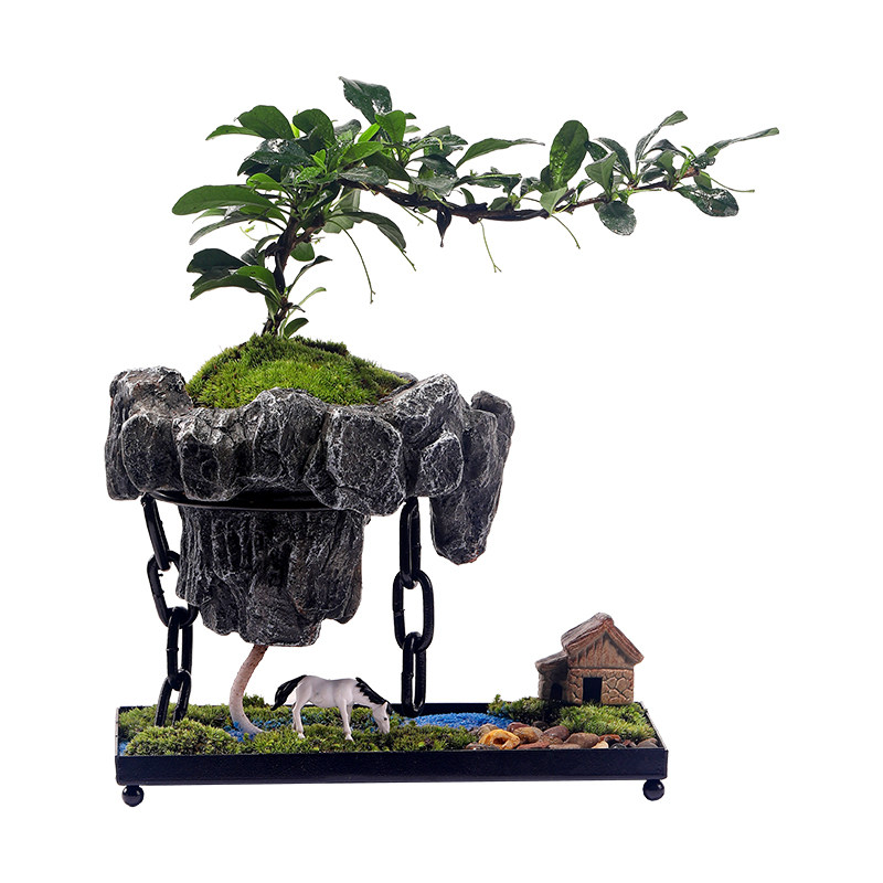 创意铁艺悬空盆景 文竹吸甲醛绿植 适合新手观叶植物 家居禅意摆