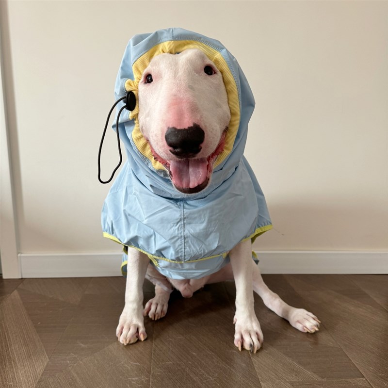 宠物狗猫雨衣小中大型犬不影响走路安全反光条四季雨披防水衣雨披