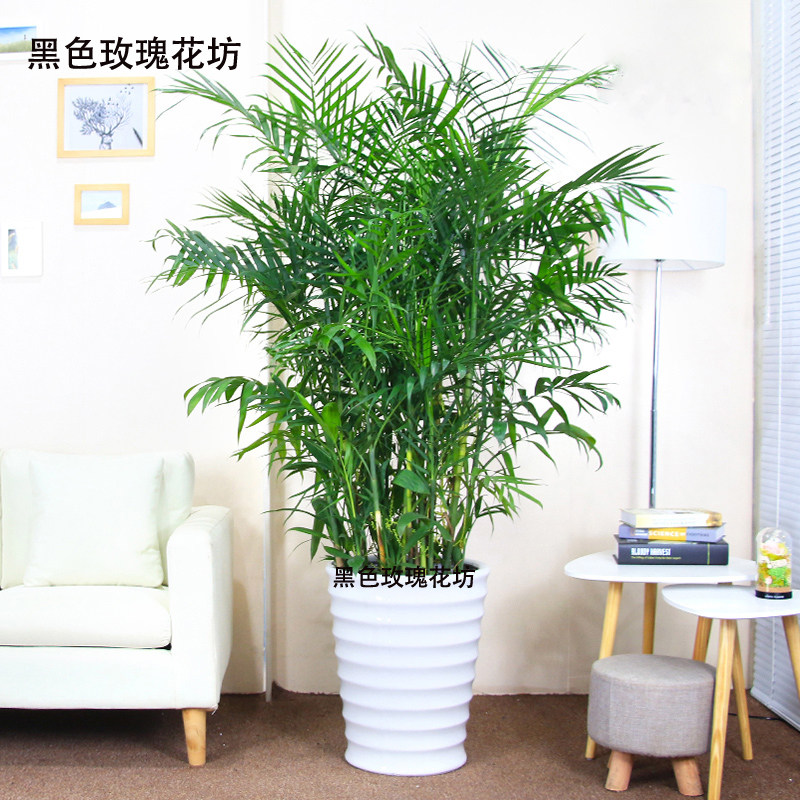 深圳夏威夷竹子盆栽散尾葵大型绿植盆栽室内盆景夏威夷椰子树
