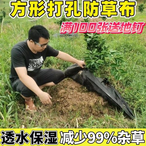防草布果园果树遮盖草布农用透气保湿除草布地膜园艺大棚切片地钉
