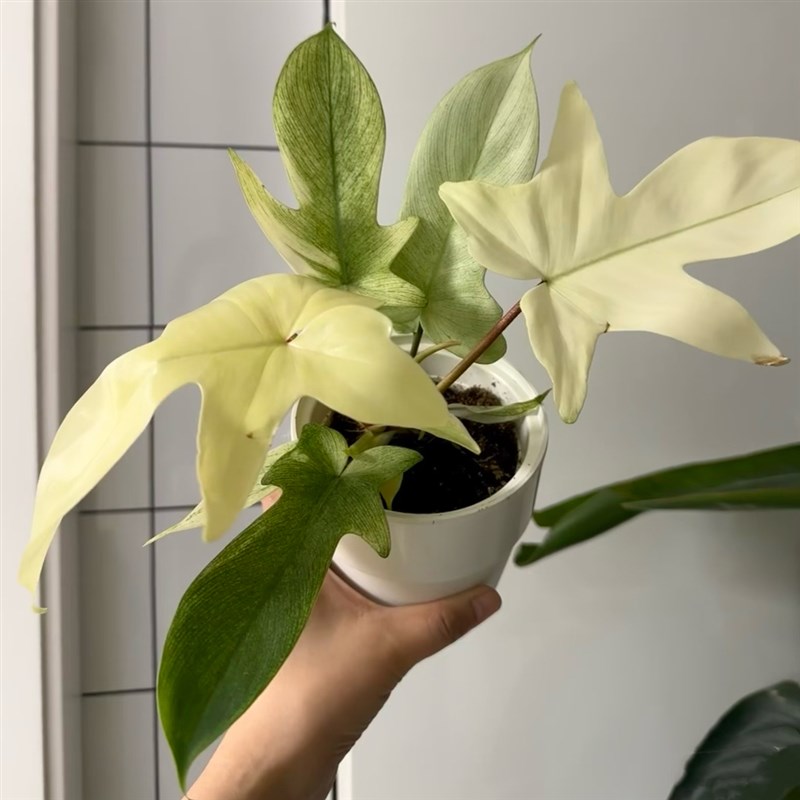 幽灵飞机蔓绿绒客厅阳台桌面网红植物爬藤水培耐阴四季常绿小盆栽图片