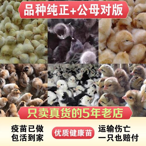 优质苗小鸡活体疫苗已做包邮包活