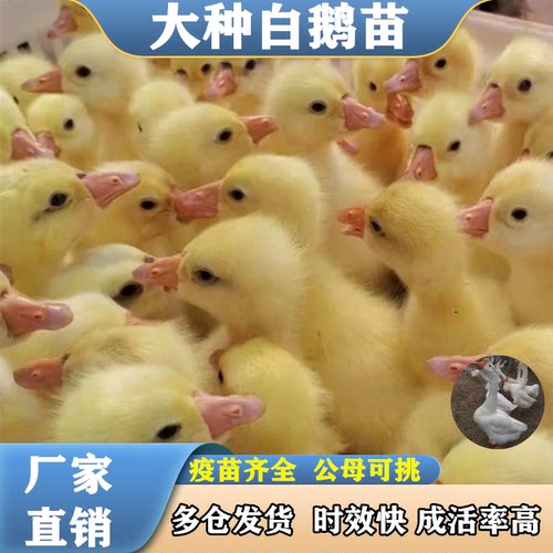活体大种白鹅产蛋王健康优质包邮