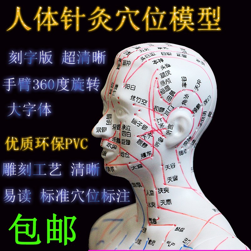 中医针灸穴位图人体模型50cm男女模型清晰经络小人体针灸穴位模型