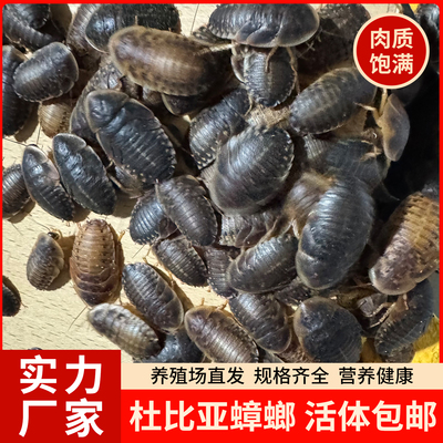 2.5-3.0cm大亚成+3-4cm成虫杜比亚活体高蛋白爬宠活饵