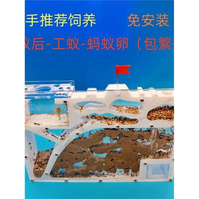 蚂蚁城堡工坊蚁后新后收
