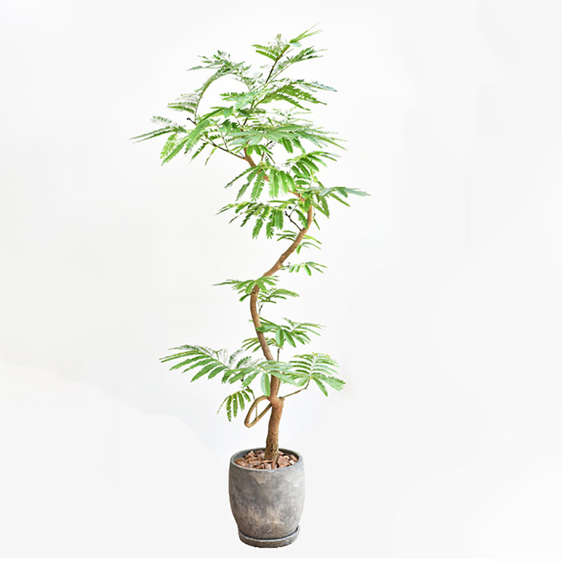 密叶猴耳环害羞猴中式庭院喜耐阴室内绿植网红观叶小盆栽 植迷者