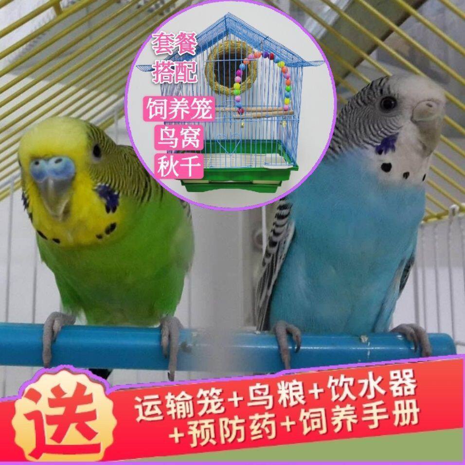 鹦鹉活鸟宠物鸟鹦鹉虎皮鹦鹉云斑鹦鹉手养小鸟会说话玄凤鹦鹉幼鸟