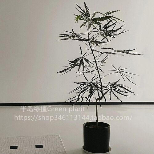 孔雀木绿植盆栽室内客厅办公室桌面植物小盆栽四季常青懒人好养活