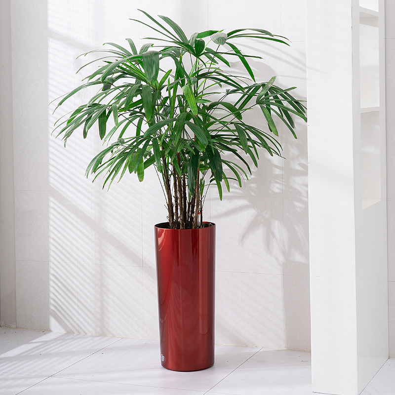 宜植堂北欧简约高直筒花盆细高型高款懒人自动吸水红掌白掌水培盆