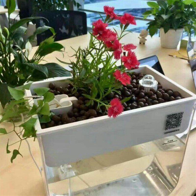 知鱼水族花园 鱼缸 迷你鱼菜共生系统桌面金鱼缸免换水