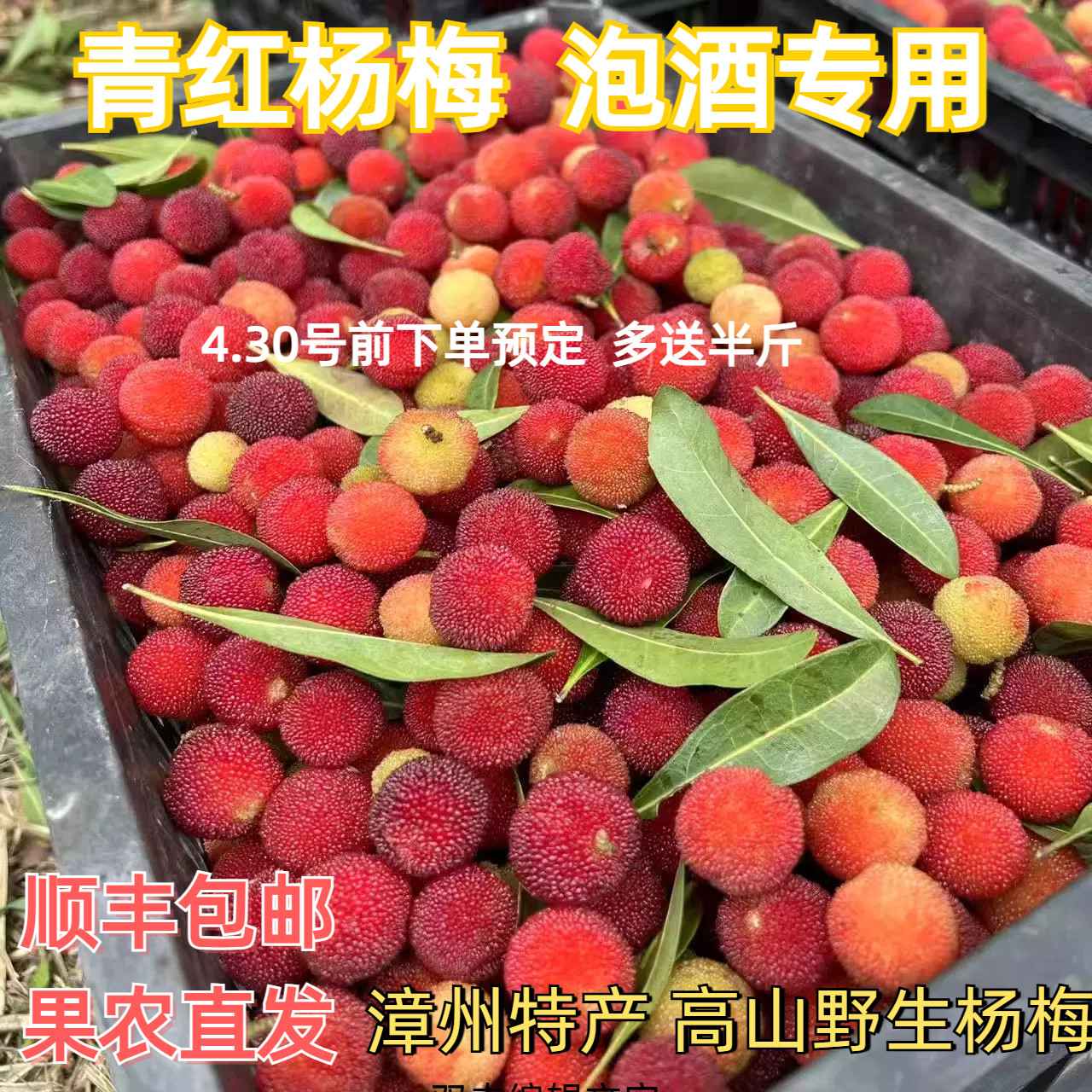顺丰包邮新鲜青红杨梅鲜果泡酒专用小土野山杨梅扬梅孕妇酸水果