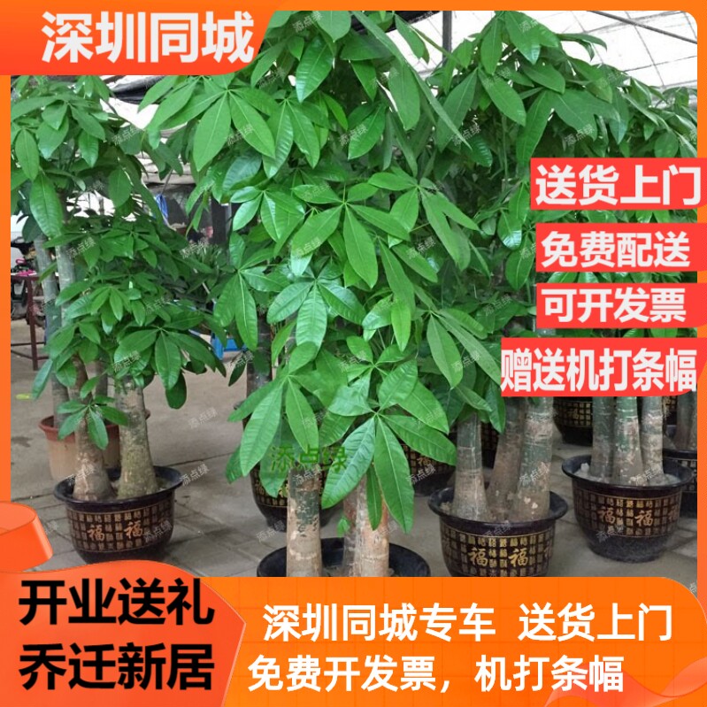 三杆大型发财树办公室绿