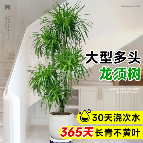 龙须树客厅旺宅绿植大型龙血树树苗盆栽室内大号盆景多头龙铁植物