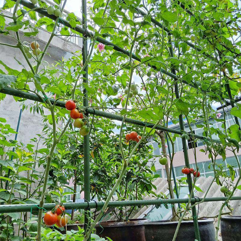 包塑钢管爬藤植物支架葡萄黄瓜豆角百香果月季室外庭院园艺支撑杆