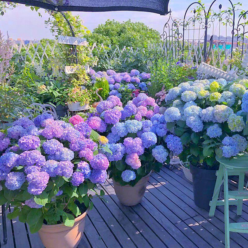 绣球花盆栽无尽夏绣球八仙花地栽庭院阳台植物花卉多年生大苗