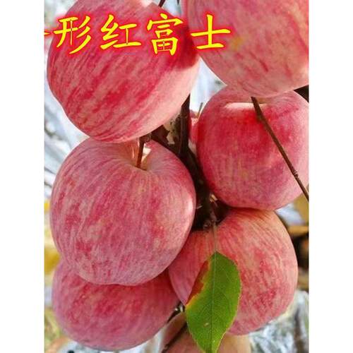 众成一号苹果树苗嫁接新品种特大脆甜红富士苹果树苗片红苹果树苗