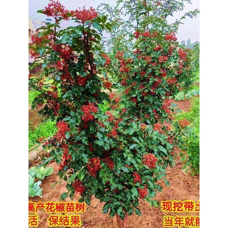 花椒树苗大红袍花椒苗树无刺四川麻椒盆栽地栽花椒树大苗当年结果图片