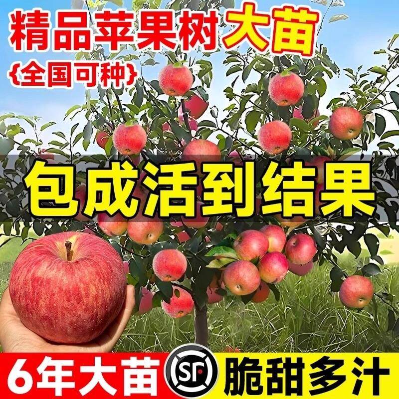 苹果树果苗红富士矮化盆栽嫁接糖心大苹果庭院当年结果脆甜大果图片