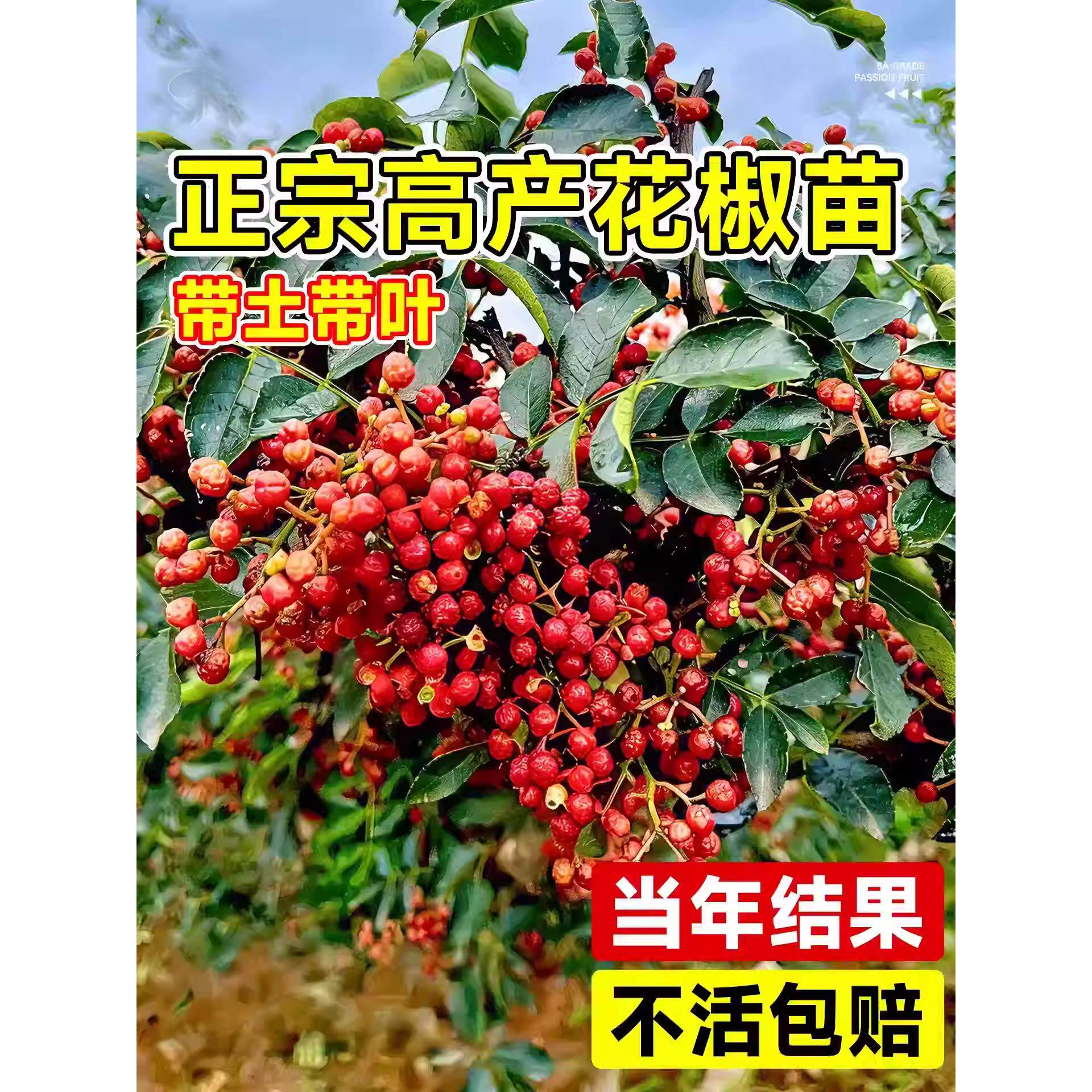 花椒苗树大红袍当年结果无刺四川麻椒食用盆栽南方北方种植花椒树图片