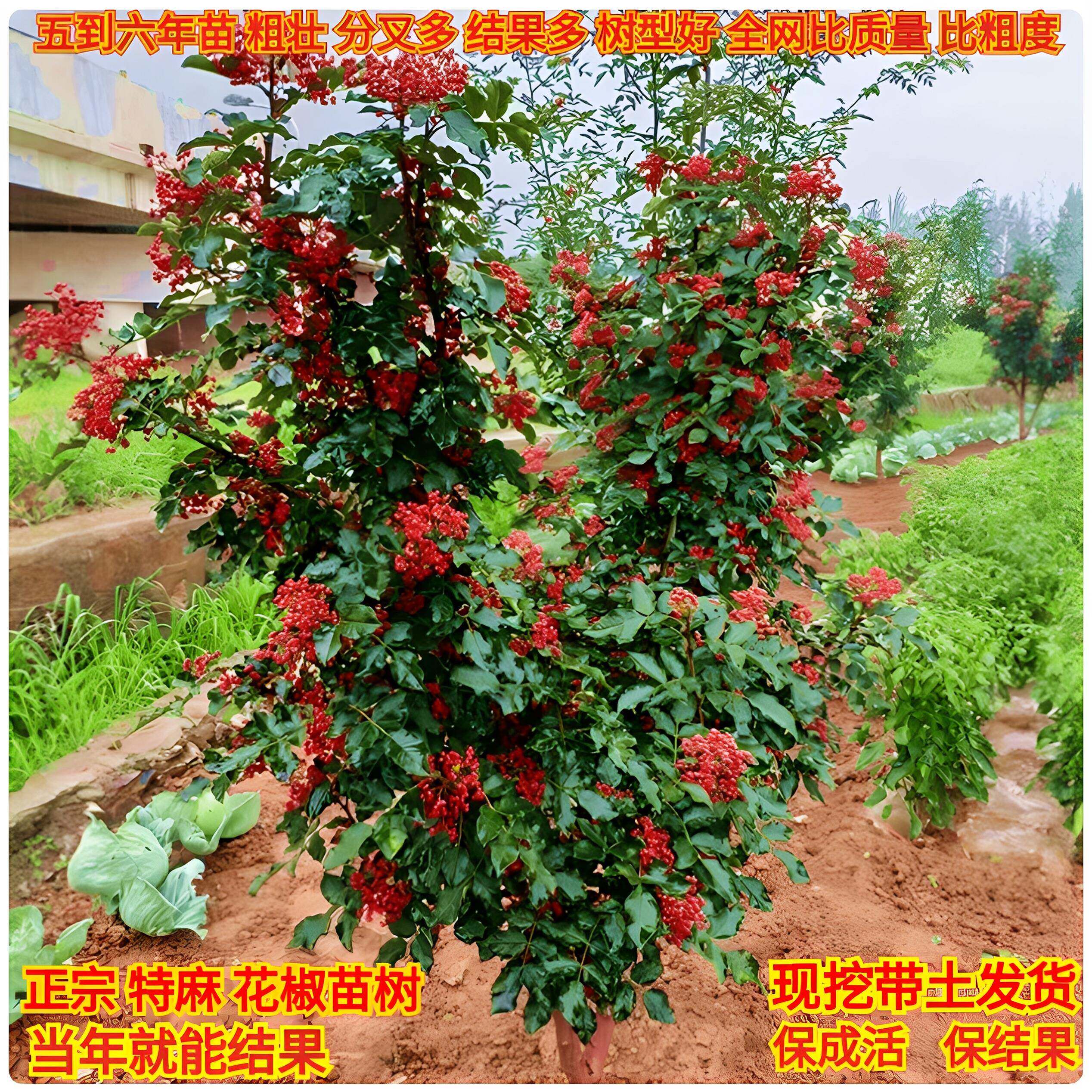 四川大红袍花椒树苗带土当年结果图片