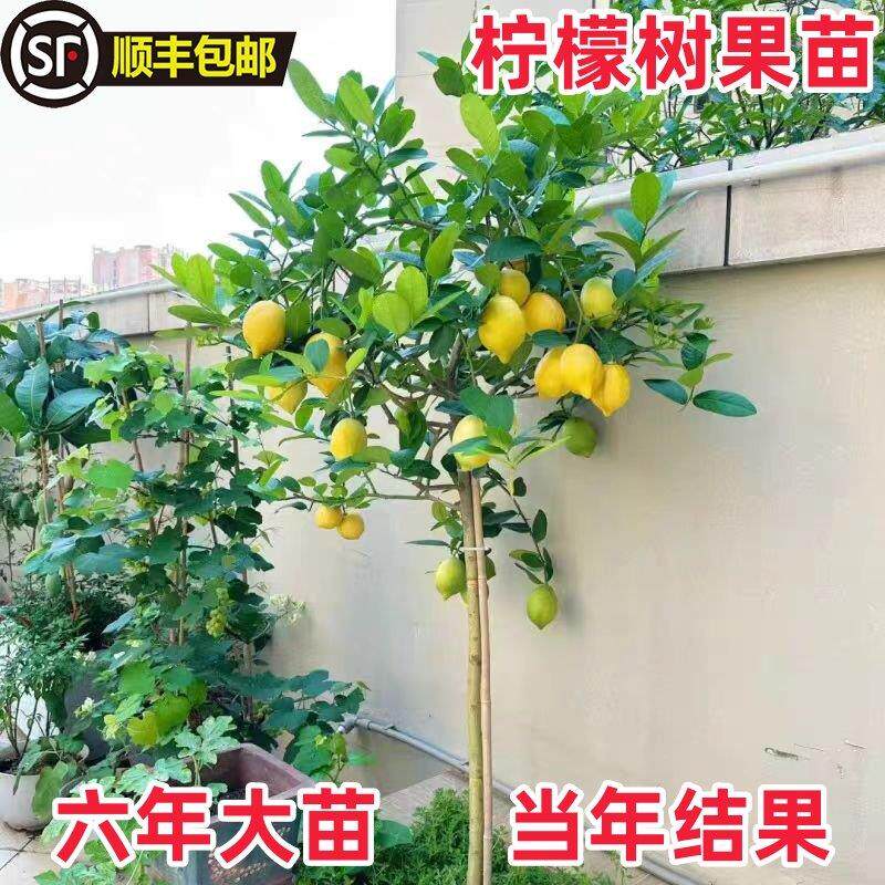 食用柠檬苗四季柠檬树正宗香水柠檬树苗盆栽室内庭院南方北方种植