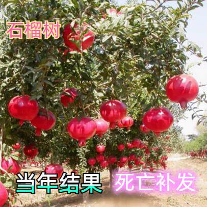 石榴树树苗突尼斯软籽石榴苗盆栽庭院果树特大带土无籽甜石榴树苗