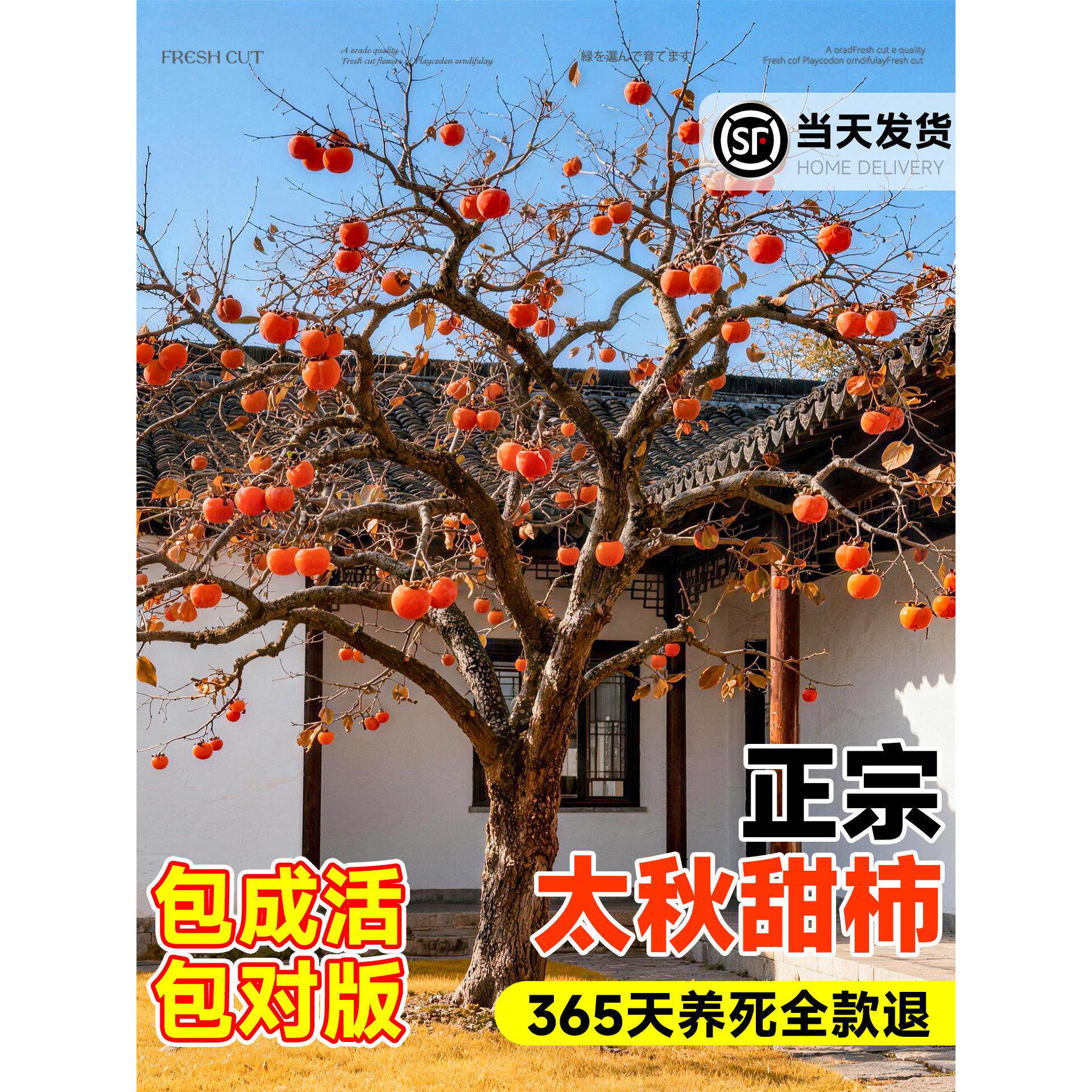 嫁接柿子树苗当年结果特甜