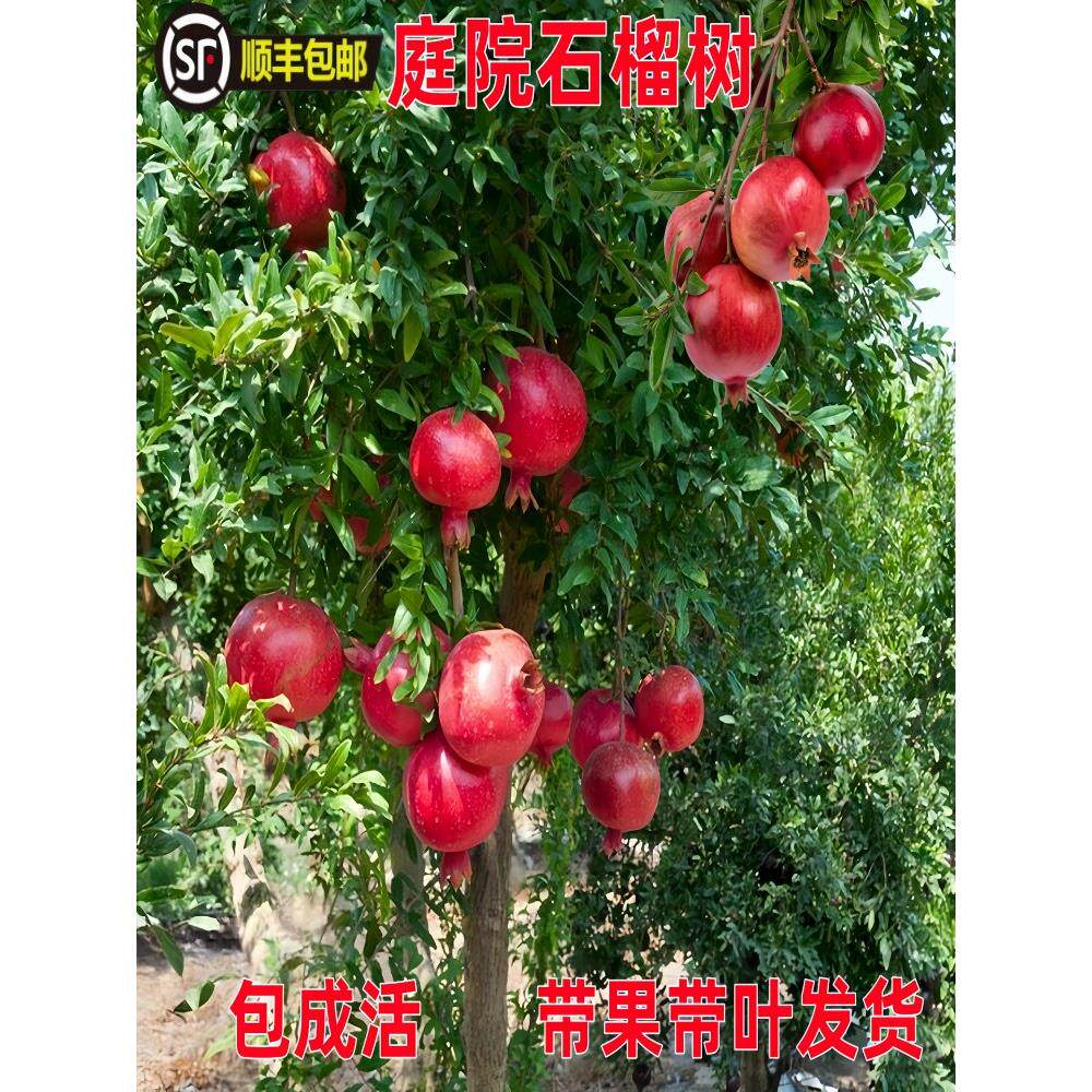 石榴树树苗特大庭院果树苗突尼斯软籽石榴树盆栽无籽甜石榴苗耐寒