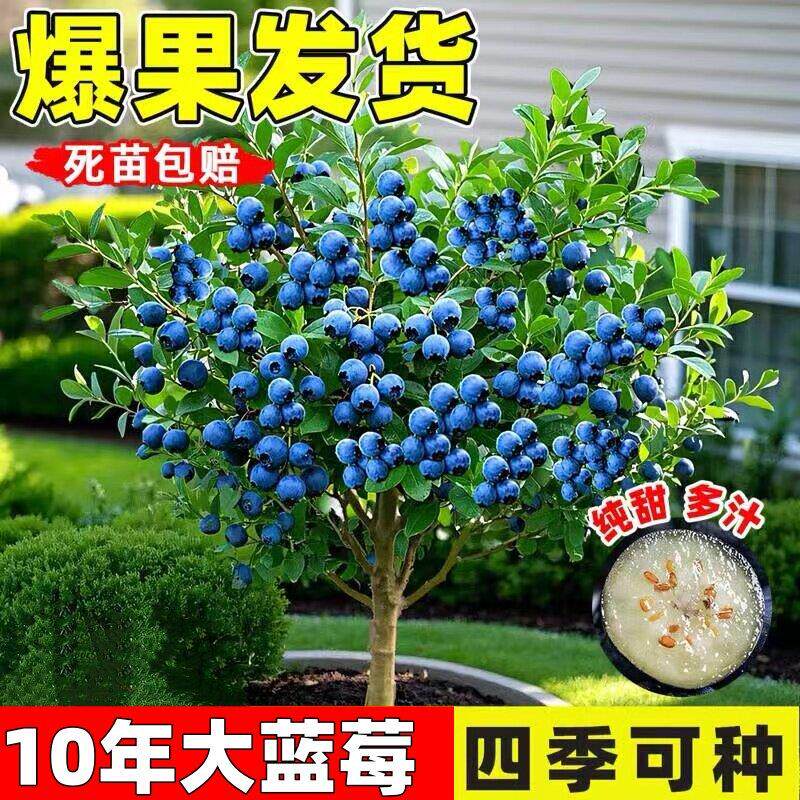 特大蓝莓苗盆栽南北可种当年果