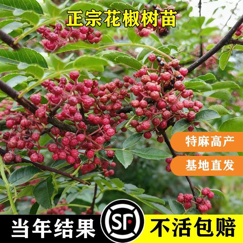 花椒树苗正宗四川汉源花椒苗大红袍绿九叶青无刺麻椒藤椒当年结果图片