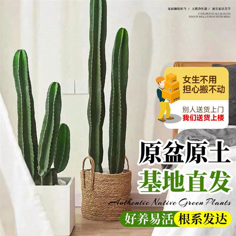 量天尺仙人柱绿植仙人掌盆栽室内客厅办公室落地大型多肉植物好养