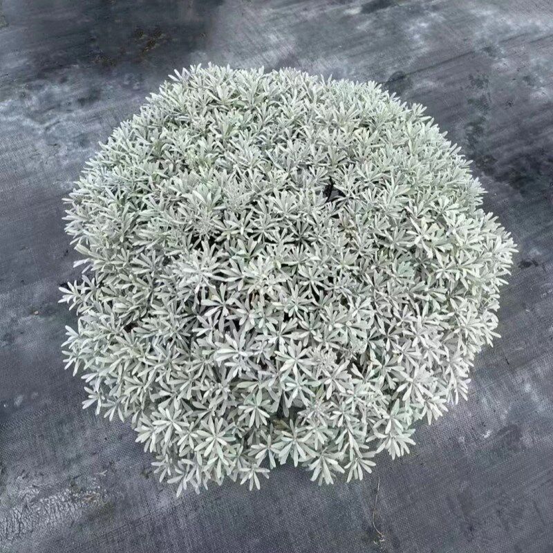 芙蓉菊盆栽银艾玉 适合新手栽种的观叶植物 净化空气美化阳台庭院