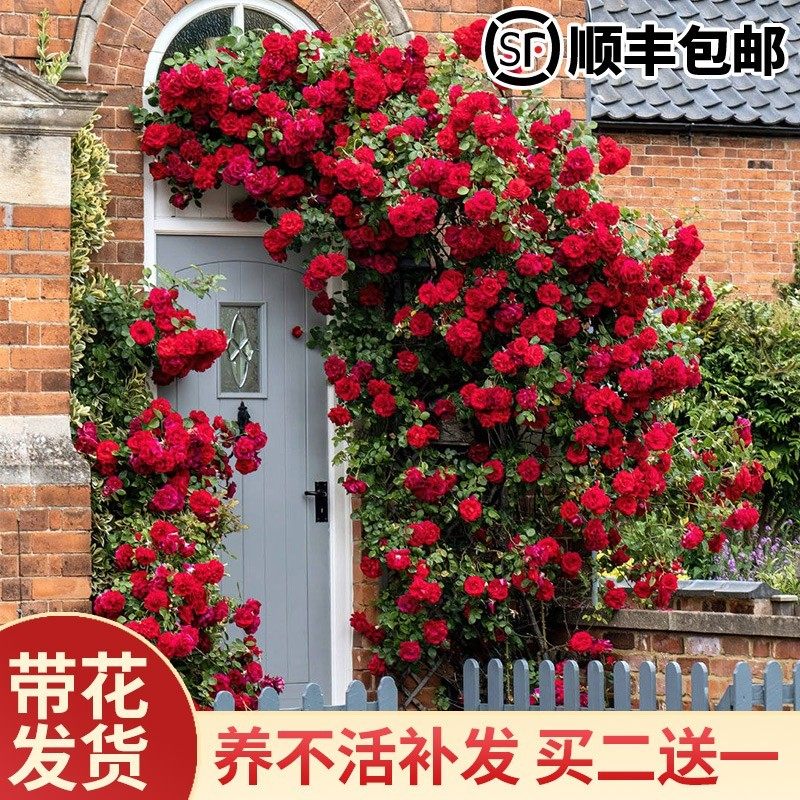 蔷薇花苗藤本月季盆栽玫瑰花卉特大阳台庭院爬藤植物四季开花鲜花