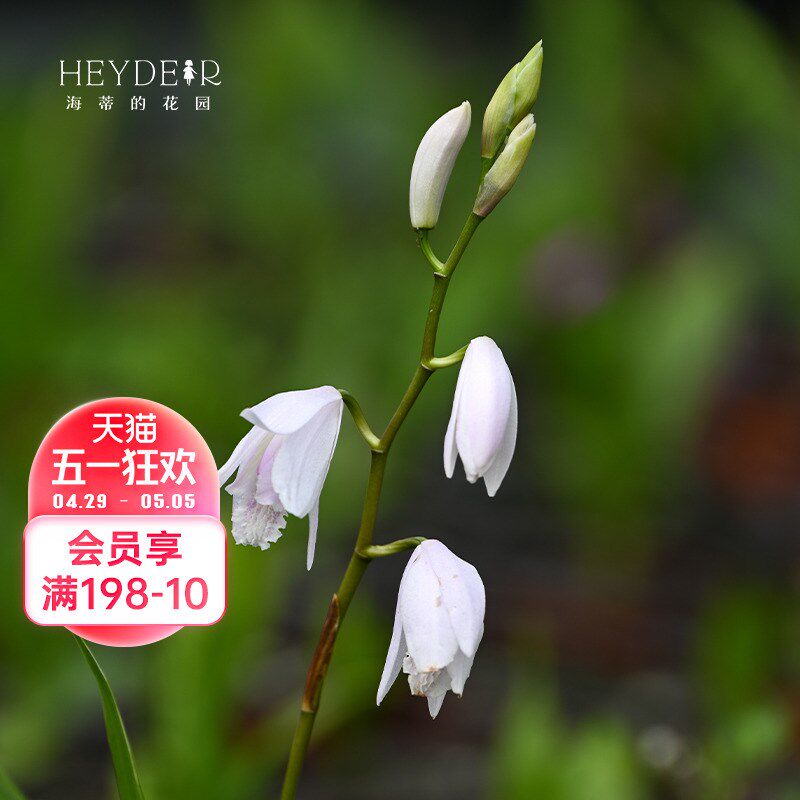 海蒂的花园白芨多年生宿根植物好养耐寒花卉阳台庭观花植物盆栽苗
