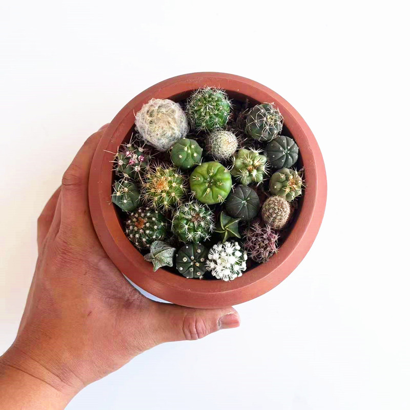 实生仙人球小苗随机套餐星兜多肉植物盆栽仙人掌开花绯花玉鸾凤玉图片