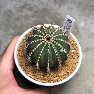 栉刺尤伯球仙人球稀有经典品种进口仙人掌科实生多肉植物尤博球