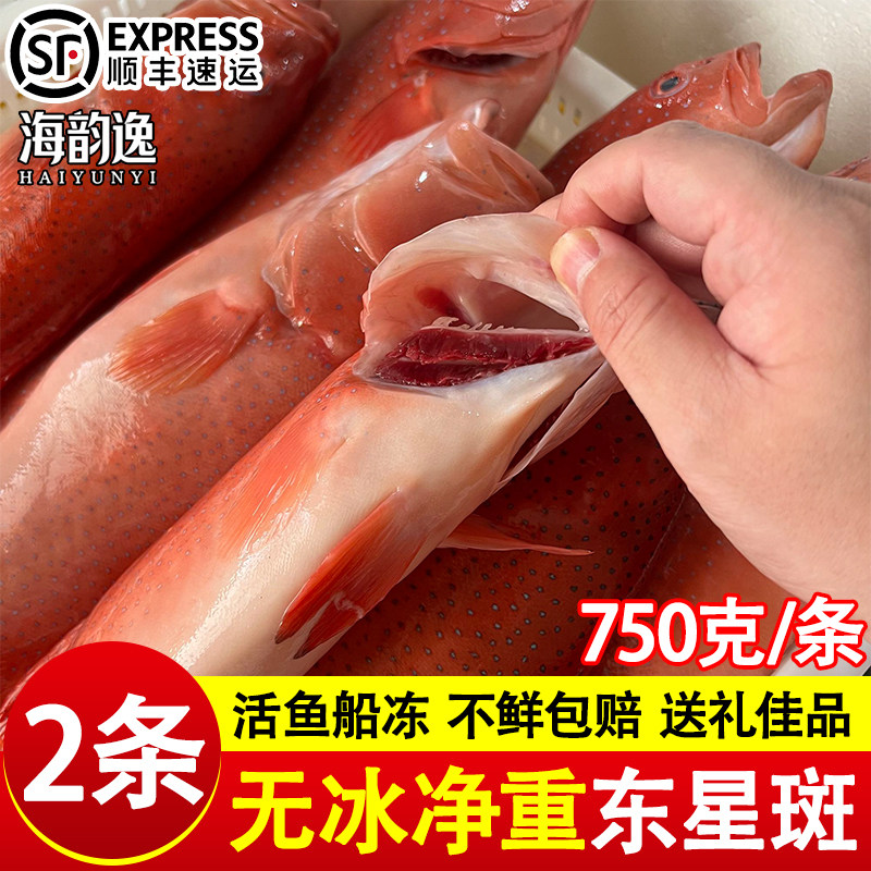 东星斑鲜活冷冻特大龙胆石斑鱼冰鲜速冻新鲜燕尾斑海鱼类商用批发