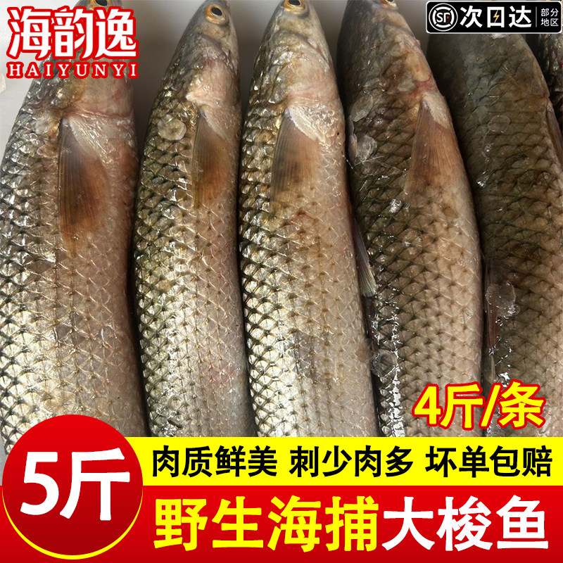 大梭鱼鲜活冷冻特大号冰鲜红眼大梭鱼新鲜速冻海鱼酒店商用批发